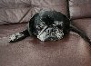 RIP little man :(