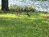 Momma and her 6 Fuzzies !